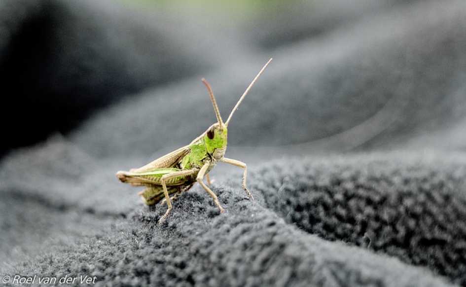 Krasser - Geleedpotigen - Krasser