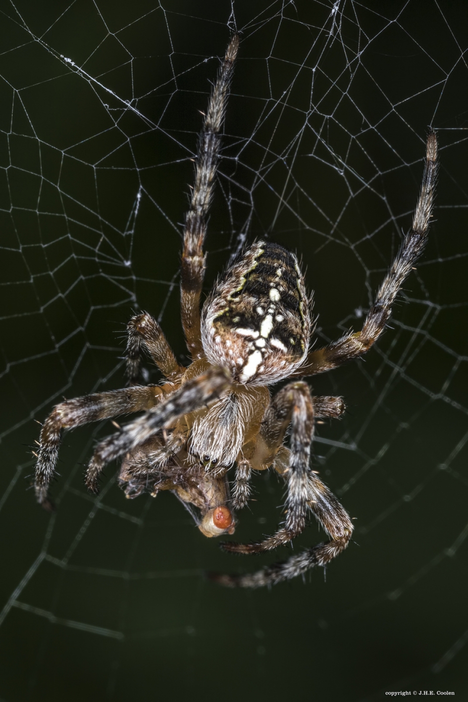 Kruisspin - Geleedpotigen - Kruisspin