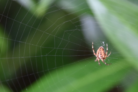 Kruisspinnetje, de eerste dit jaar