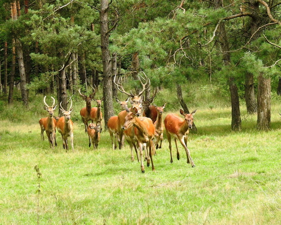 Kudde edelherten komt uit het bos gerend. - Zoogdieren - Edelhert