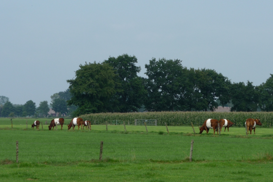 Lakenvelders - Zoogdieren - 