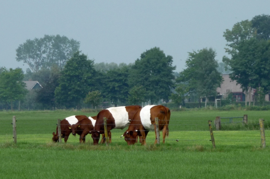 Lakenvelders - Zoogdieren - 