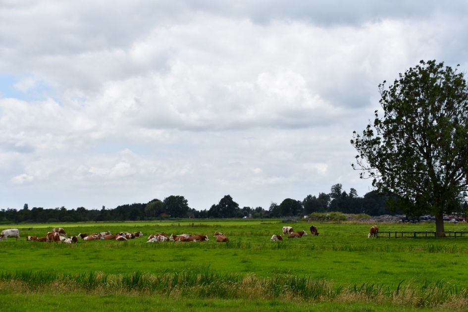 Landelijk - Zoogdieren - 