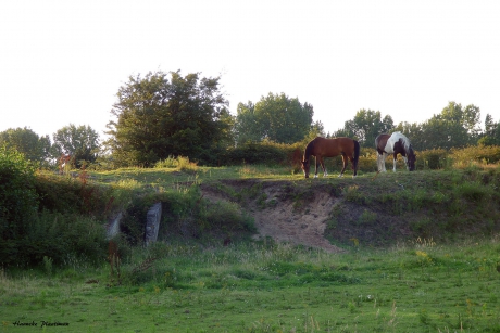 Landschap met paarden