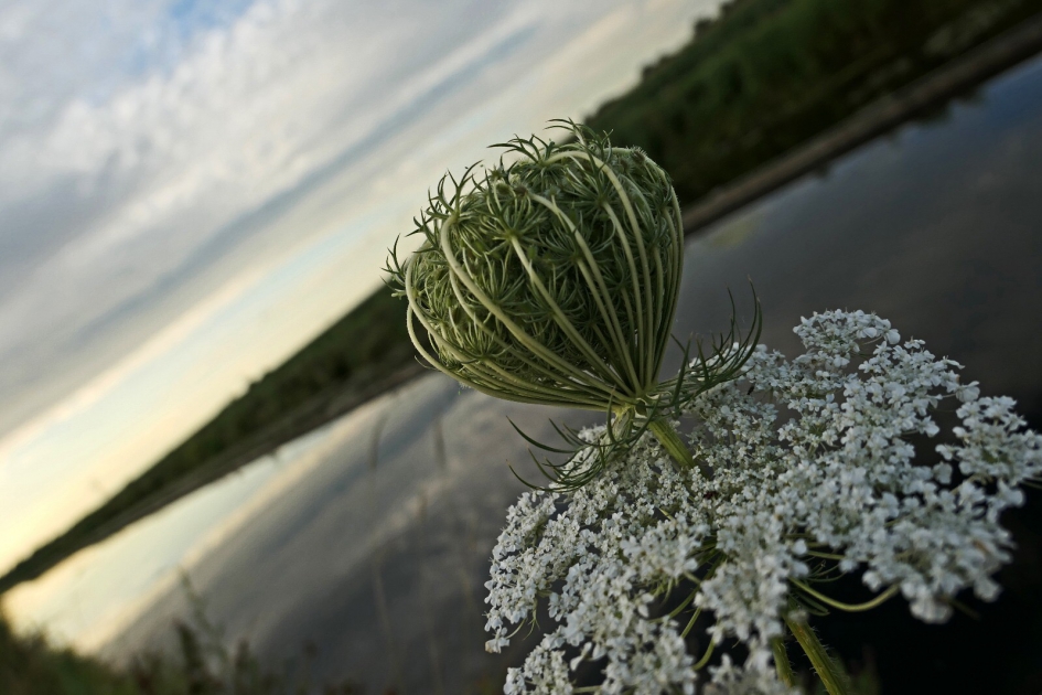 Langs de Laak - Planten - Valeriaan