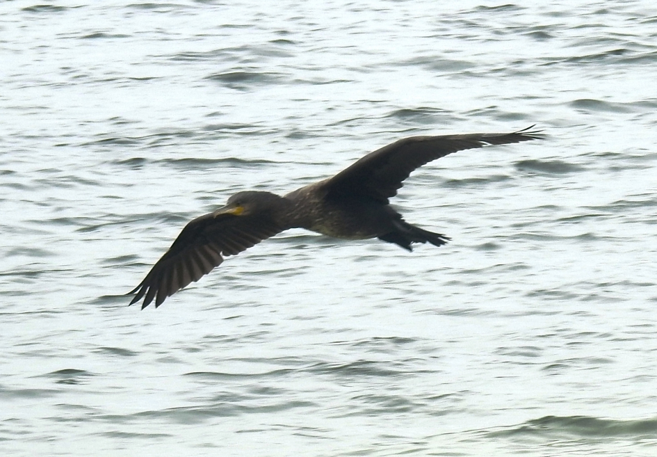 Langsvliegende aalscholver - Vogels - Aalscholver