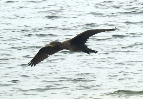 Langsvliegende aalscholver