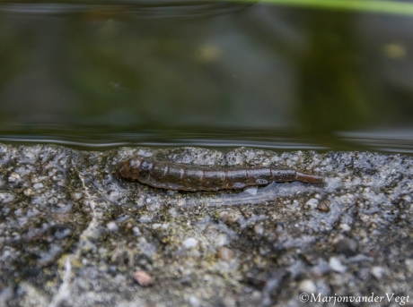 larve van wapenvlieg