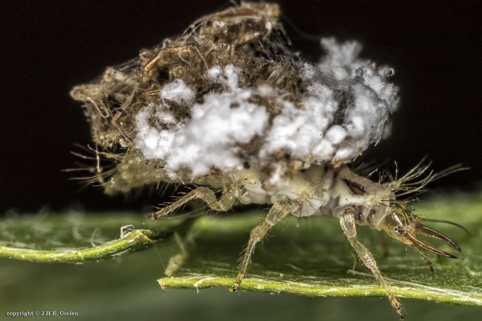 Larve gaasvlieg 2 - Geleedpotigen - Gaasvlieg