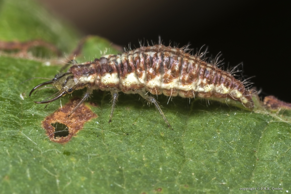 Larve gaasvlieg 3 - Geleedpotigen - Gaasvlieg