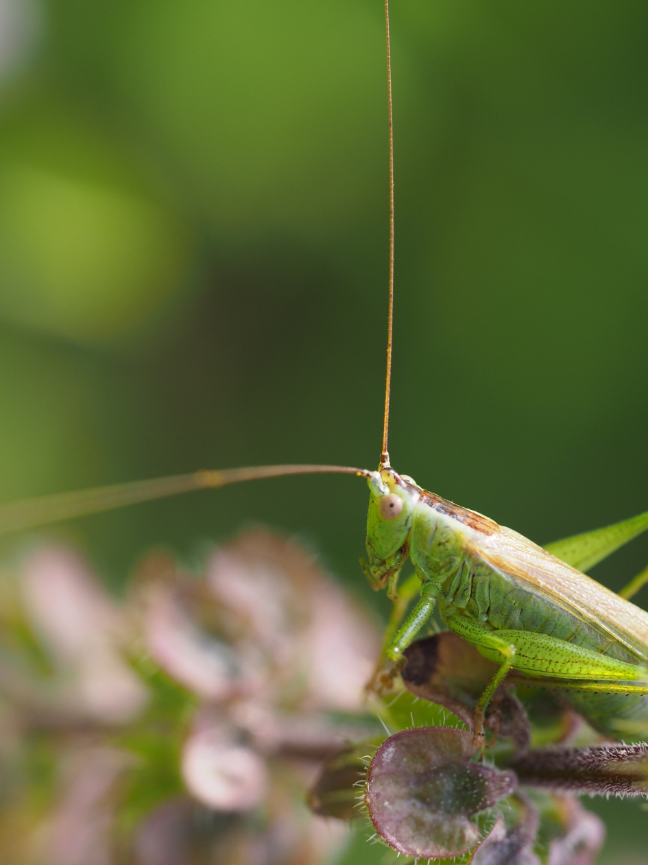 Le penseur - Geleedpotigen - 