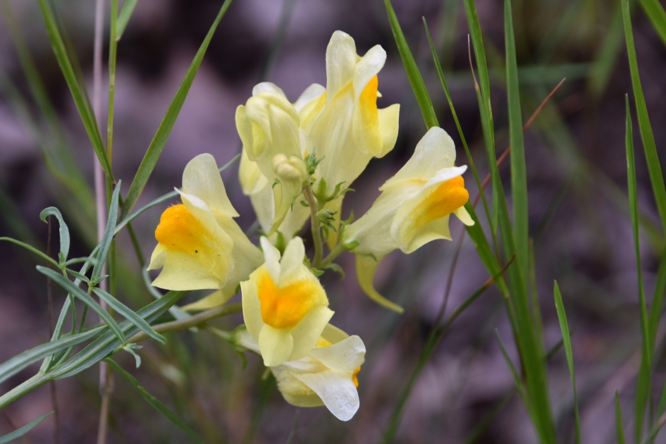 Leeuwenbek - Planten - 