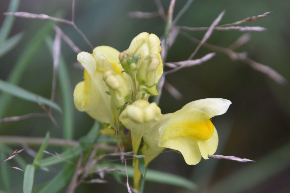 Leeuwenbek - Planten - 