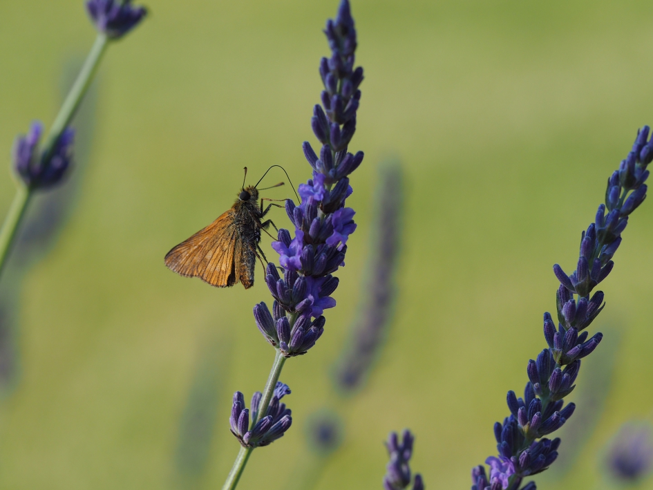 Lekker! - Geleedpotigen - 