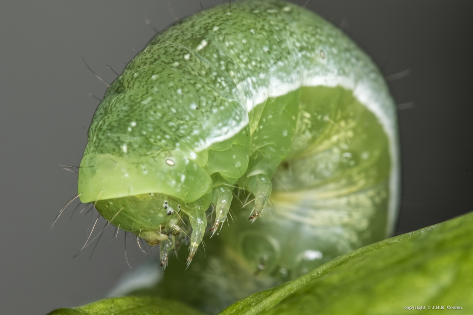 Levervlek (Euplexia lucipara) - Geleedpotigen - Levervlek