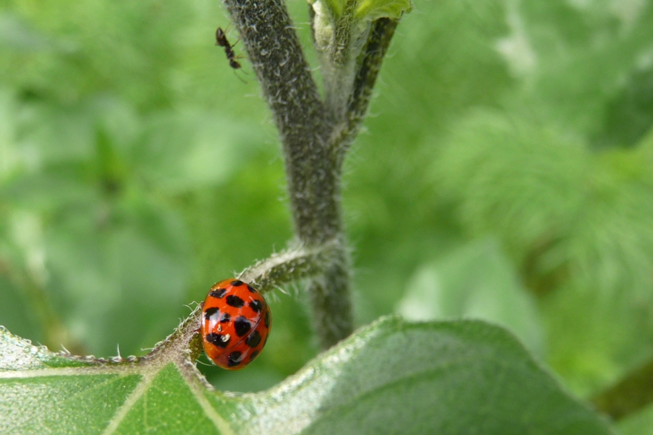LHB - Geleedpotigen - 