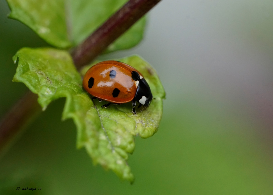 Lhbtje - Geleedpotigen - 
