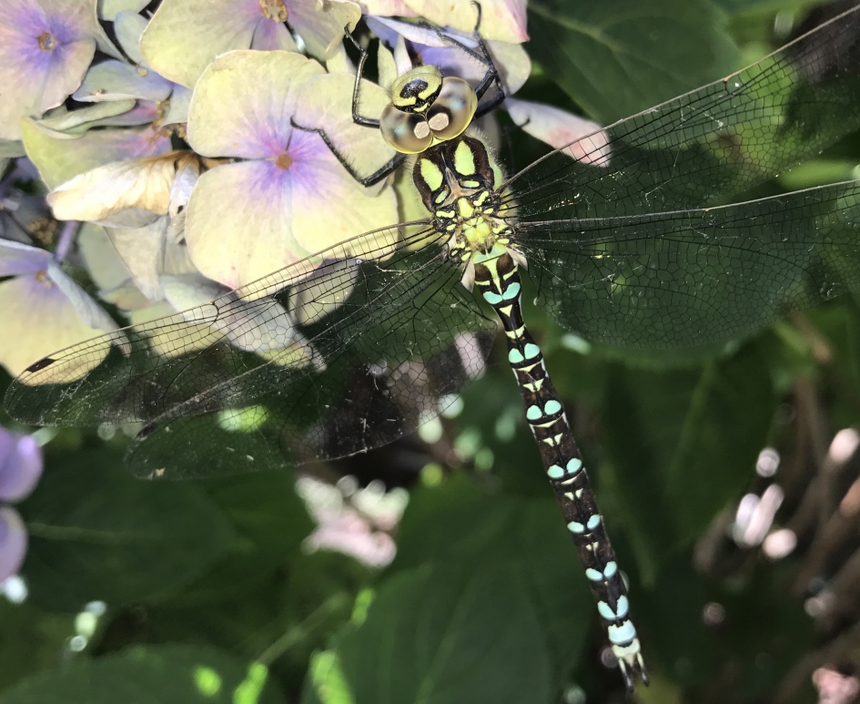 Libelle - Geleedpotigen - 