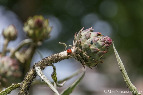Lieveheersbeestje aan 't feesten