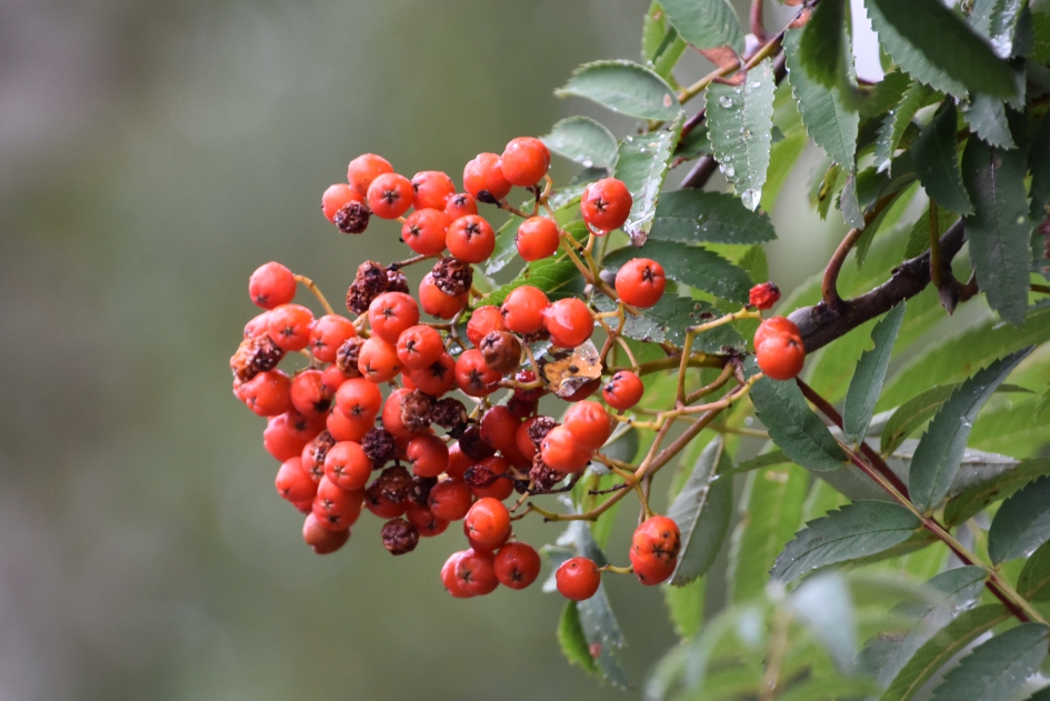 Lijsterbes - Planten - 