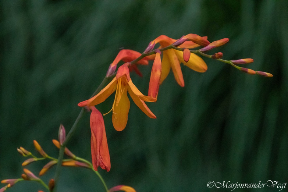 Oranje schone - Planten - Monbretia
