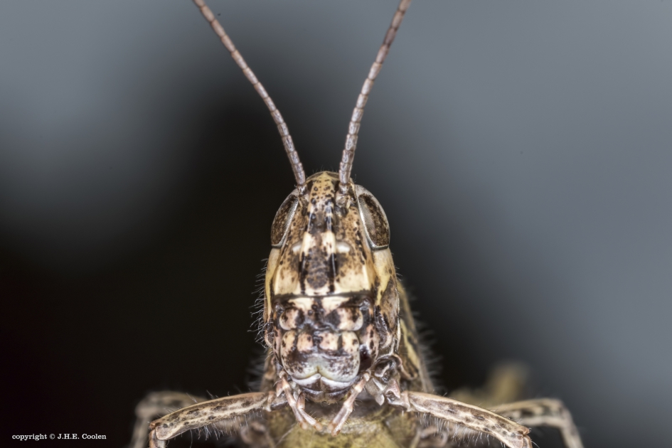 Masker - Geleedpotigen - Sprinkhaan
