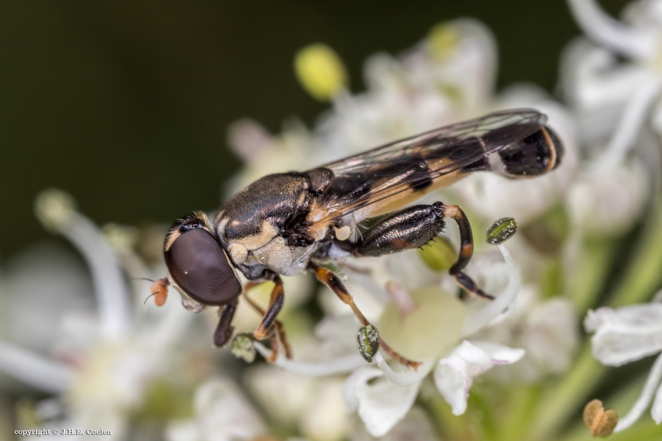 Menuetzweefvlieg - Geleedpotigen - Menuetzweefvlieg