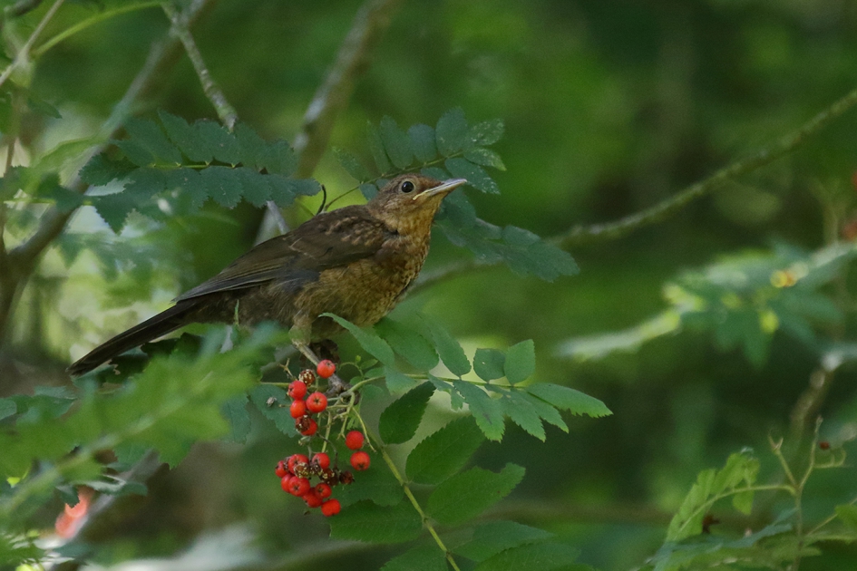 merel -juveniel- - Vogels - 