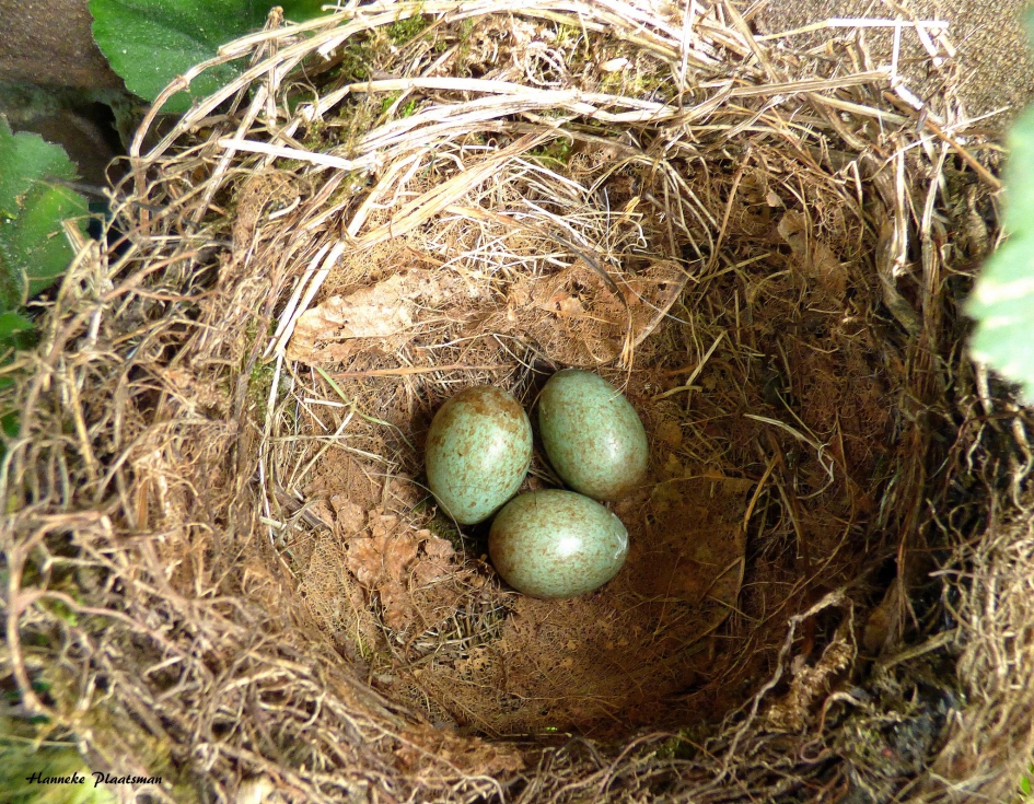 Merelnest 2 - Vogels - Merel