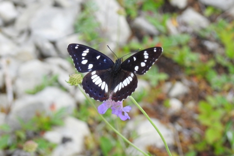 Met een vleugje blauw