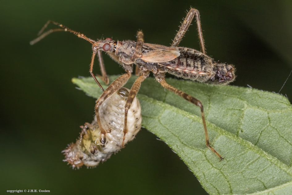 Miersikkelwants - Geleedpotigen - Miersikkelwants