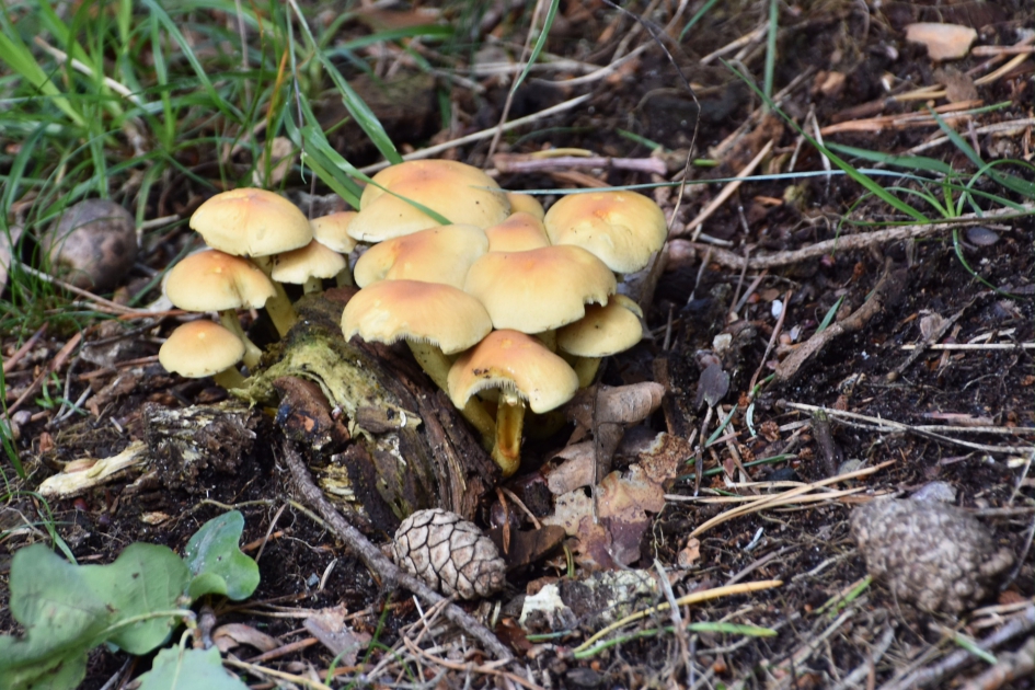 Mijn eerste paddestoelen dit jaar! - Schimmels - 