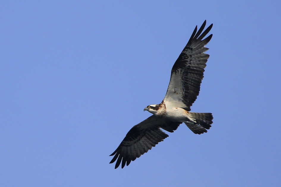 Missing link ... - Vogels - Visarend