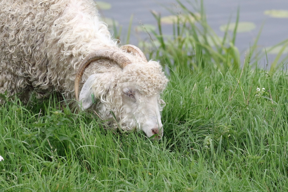 Mmmm, gras! - Zoogdieren - Angora geit
