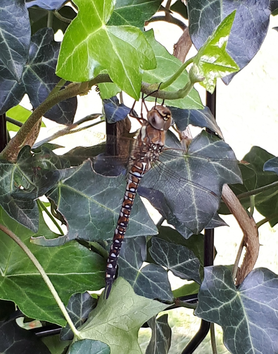 Modieuze libelle. - Overig - Libelle