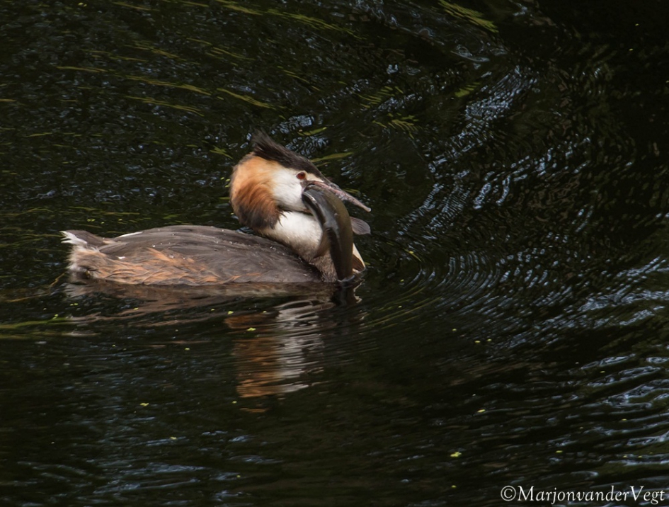 Mond vol - Vogels - Fuut