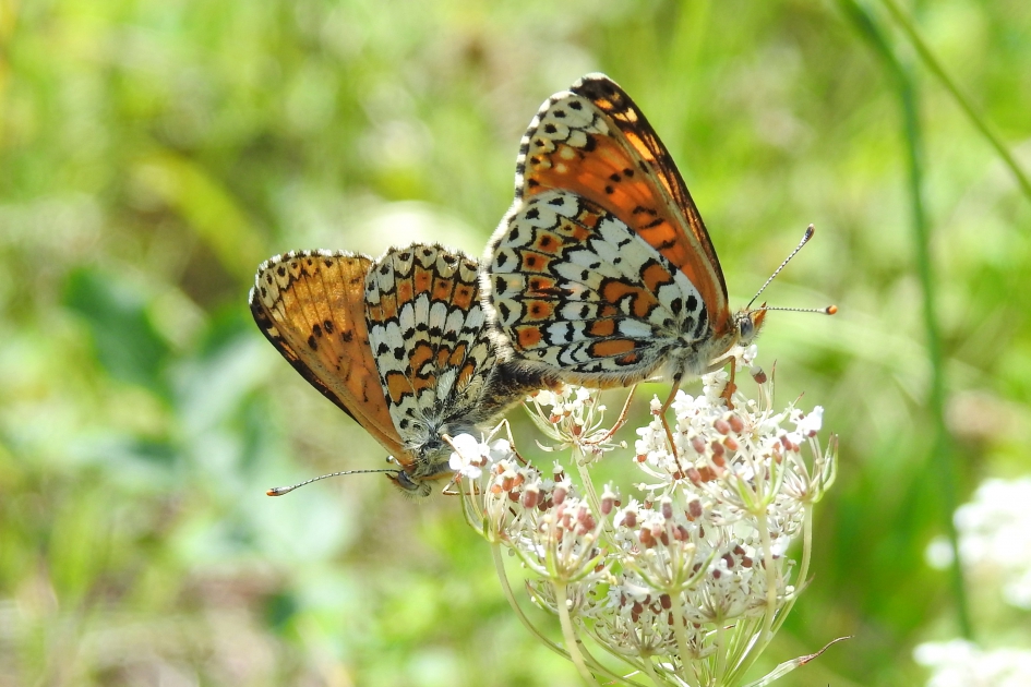 Mooi stel - Geleedpotigen - Veldparelmoervlinder