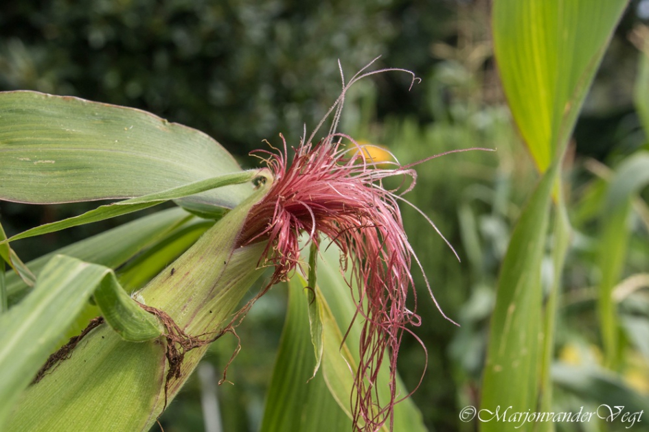 Mooie pruik - Planten - Mais