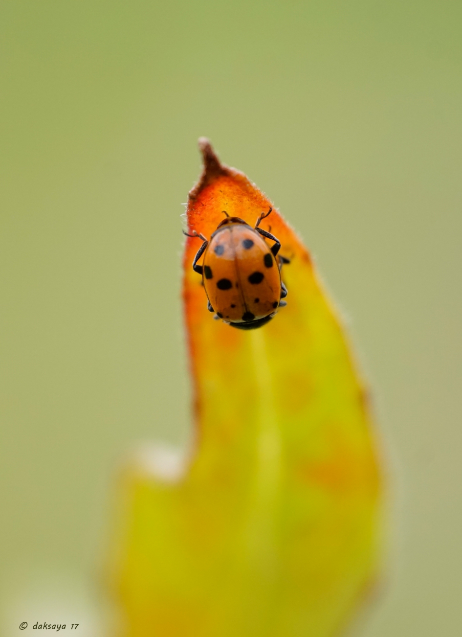 Wij zijn één - Geleedpotigen - Lieveheersbeestje