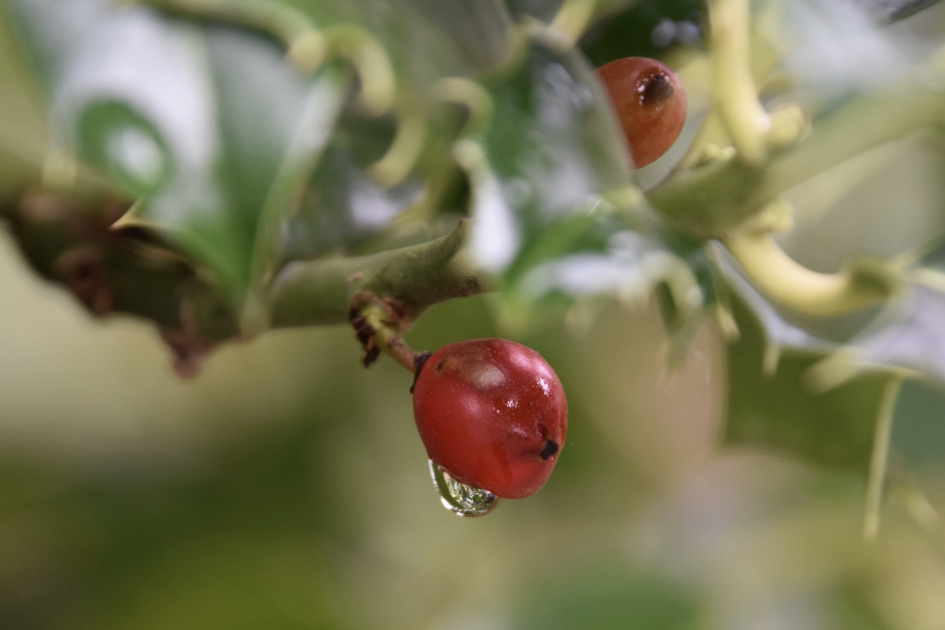 Na een regenbui - Planten - 