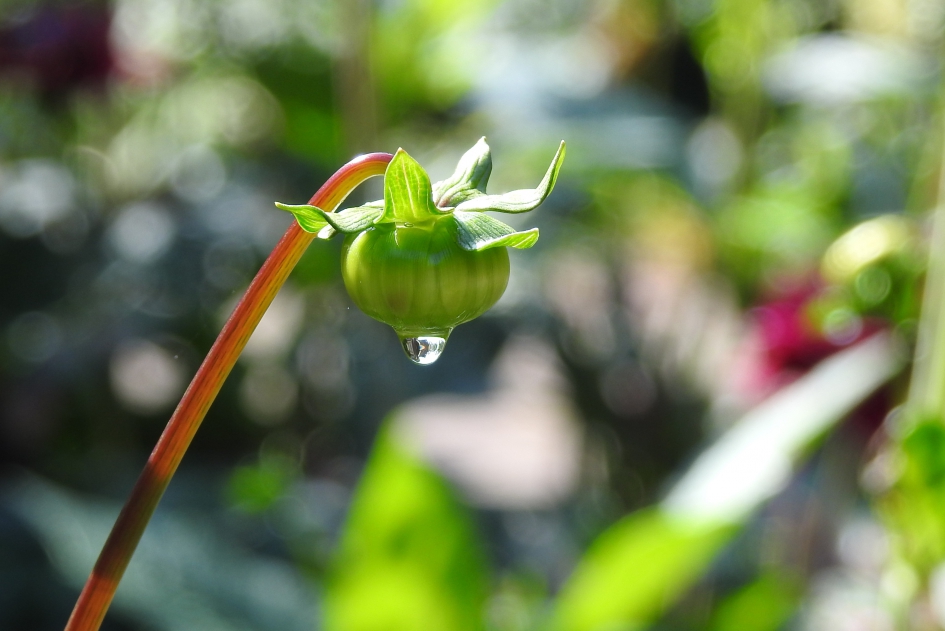 Na regen komt zonneschijn - Planten - Dahlia