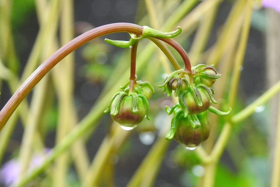 Natte boel - Planten - Dahlia