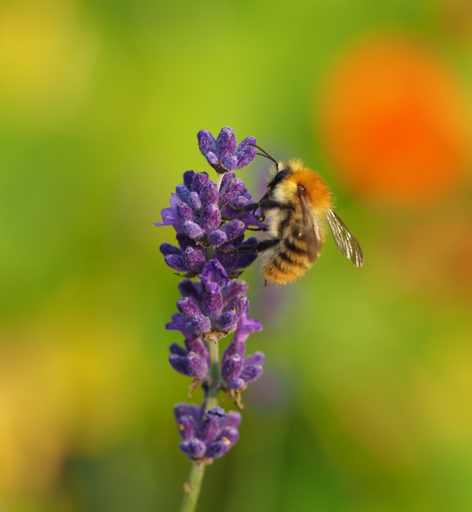 Nazomer - Geleedpotigen - 