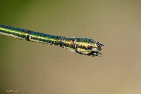 Nee geen slang, maar...