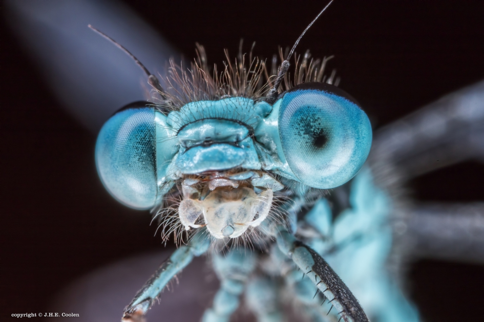 Net wakker.. - Geleedpotigen - Juffer