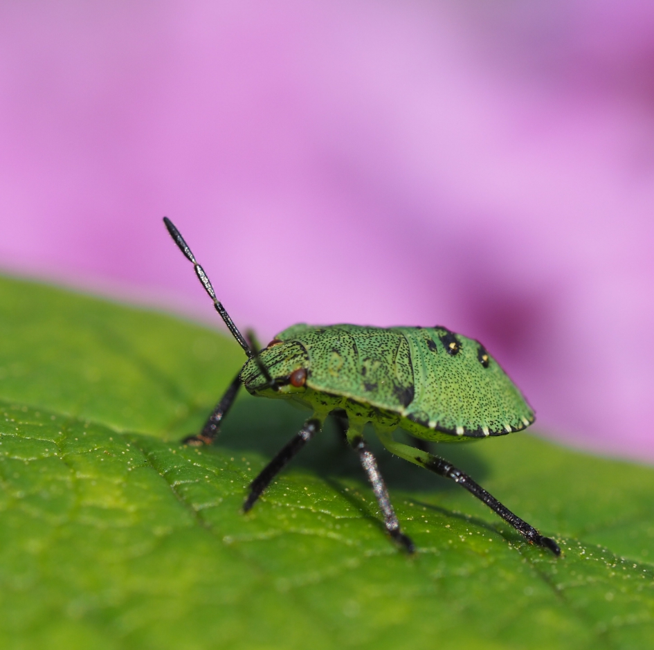 Niet aanraken! - Geleedpotigen - 