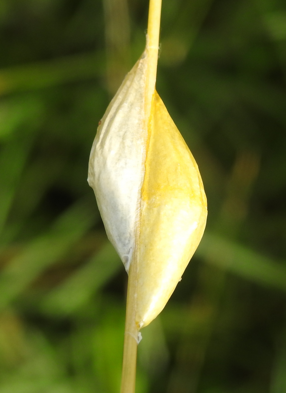 Niet een, maar twee....... - Geleedpotigen - Sint-Jansvlinder