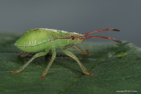 Nimf Meidoornkielwants