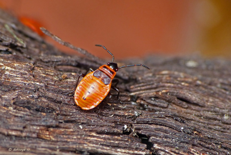 Nimf vuurwants - Geleedpotigen - 