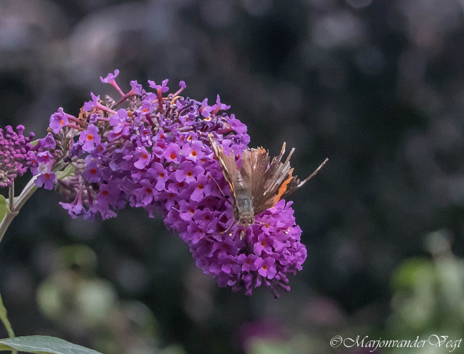 Nog even - Geleedpotigen - Admiraal vlinder